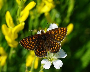 Preview wallpaper melitaea, butterfly, flowers, macro