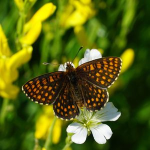 Preview wallpaper melitaea, butterfly, flowers, macro