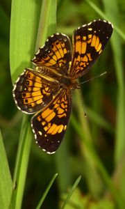 Preview wallpaper melitaea, butterfly, insect, macro