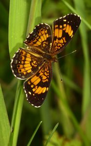 Preview wallpaper melitaea, butterfly, insect, macro