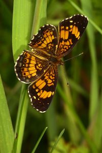 Preview wallpaper melitaea, butterfly, insect, macro