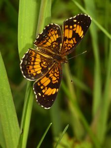 Preview wallpaper melitaea, butterfly, insect, macro