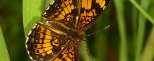 Preview wallpaper melitaea, butterfly, insect, macro