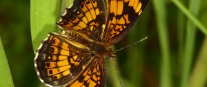 Preview wallpaper melitaea, butterfly, insect, macro