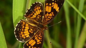 Preview wallpaper melitaea, butterfly, insect, macro