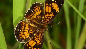 Preview wallpaper melitaea, butterfly, insect, macro