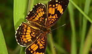 Preview wallpaper melitaea, butterfly, insect, macro