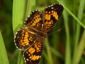 Preview wallpaper melitaea, butterfly, insect, macro