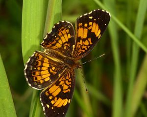 Preview wallpaper melitaea, butterfly, insect, macro