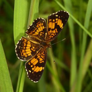 Preview wallpaper melitaea, butterfly, insect, macro