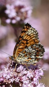 Preview wallpaper melitaea phoebe, butterfly, flowers, blur