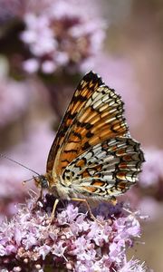 Preview wallpaper melitaea phoebe, butterfly, flowers, blur