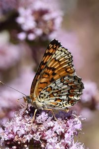 Preview wallpaper melitaea phoebe, butterfly, flowers, blur