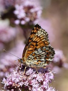 Preview wallpaper melitaea phoebe, butterfly, flowers, blur