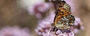 Preview wallpaper melitaea phoebe, butterfly, flowers, blur