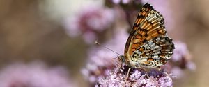 Preview wallpaper melitaea phoebe, butterfly, flowers, blur