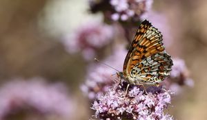 Preview wallpaper melitaea phoebe, butterfly, flowers, blur