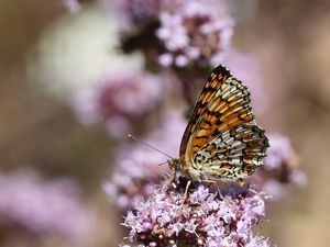Preview wallpaper melitaea phoebe, butterfly, flowers, blur