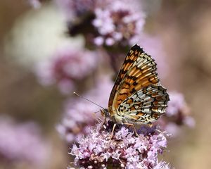 Preview wallpaper melitaea phoebe, butterfly, flowers, blur