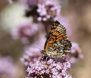 Preview wallpaper melitaea phoebe, butterfly, flowers, blur