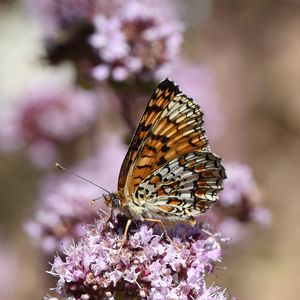 Preview wallpaper melitaea phoebe, butterfly, flowers, blur