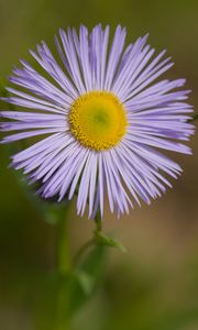 Preview wallpaper melkolepestnik, flower, petals, macro, purple