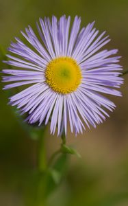 Preview wallpaper melkolepestnik, flower, petals, macro, purple