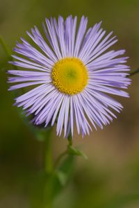 Preview wallpaper melkolepestnik, flower, petals, macro, purple