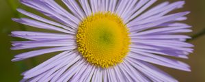 Preview wallpaper melkolepestnik, flower, petals, macro, purple