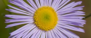 Preview wallpaper melkolepestnik, flower, petals, macro, purple