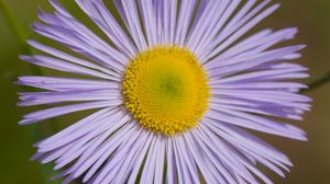 Preview wallpaper melkolepestnik, flower, petals, macro, purple