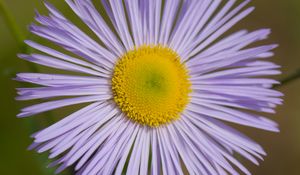 Preview wallpaper melkolepestnik, flower, petals, macro, purple
