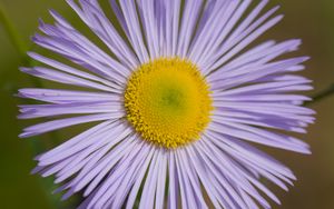 Preview wallpaper melkolepestnik, flower, petals, macro, purple