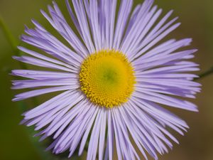 Preview wallpaper melkolepestnik, flower, petals, macro, purple