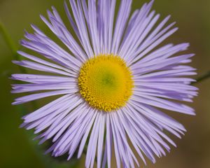 Preview wallpaper melkolepestnik, flower, petals, macro, purple