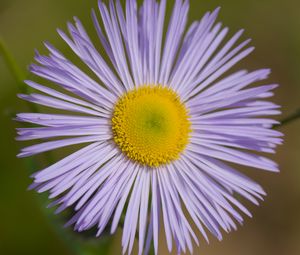 Preview wallpaper melkolepestnik, flower, petals, macro, purple