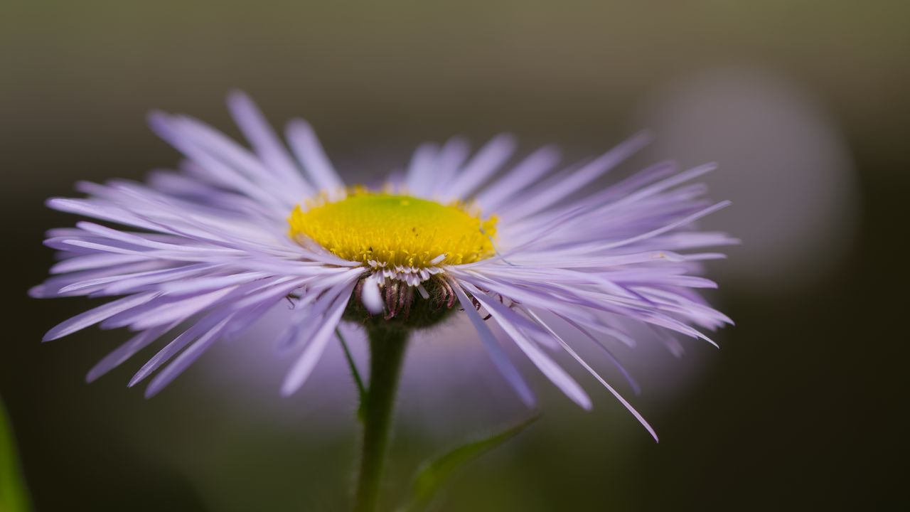 Wallpaper melkolepestnik, flower, petals, macro, purple, blur
