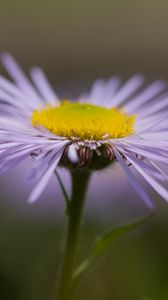 Preview wallpaper melkolepestnik, flower, petals, macro, purple, blur