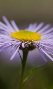 Preview wallpaper melkolepestnik, flower, petals, macro, purple, blur