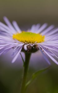 Preview wallpaper melkolepestnik, flower, petals, macro, purple, blur