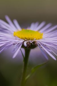 Preview wallpaper melkolepestnik, flower, petals, macro, purple, blur