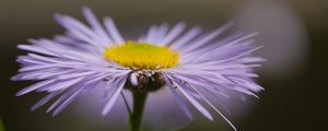 Preview wallpaper melkolepestnik, flower, petals, macro, purple, blur