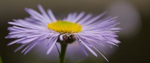 Preview wallpaper melkolepestnik, flower, petals, macro, purple, blur