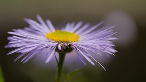 Preview wallpaper melkolepestnik, flower, petals, macro, purple, blur