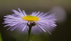 Preview wallpaper melkolepestnik, flower, petals, macro, purple, blur