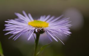 Preview wallpaper melkolepestnik, flower, petals, macro, purple, blur
