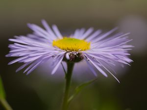 Preview wallpaper melkolepestnik, flower, petals, macro, purple, blur