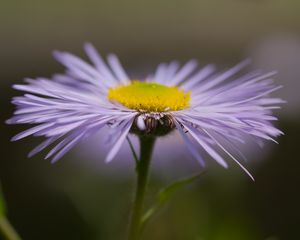 Preview wallpaper melkolepestnik, flower, petals, macro, purple, blur
