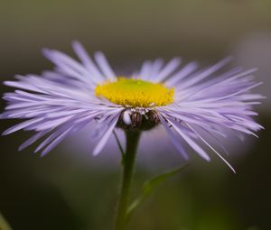 Preview wallpaper melkolepestnik, flower, petals, macro, purple, blur