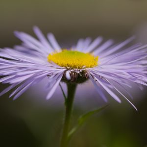 Preview wallpaper melkolepestnik, flower, petals, macro, purple, blur